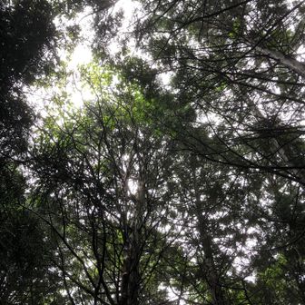 木の合間から⛅️