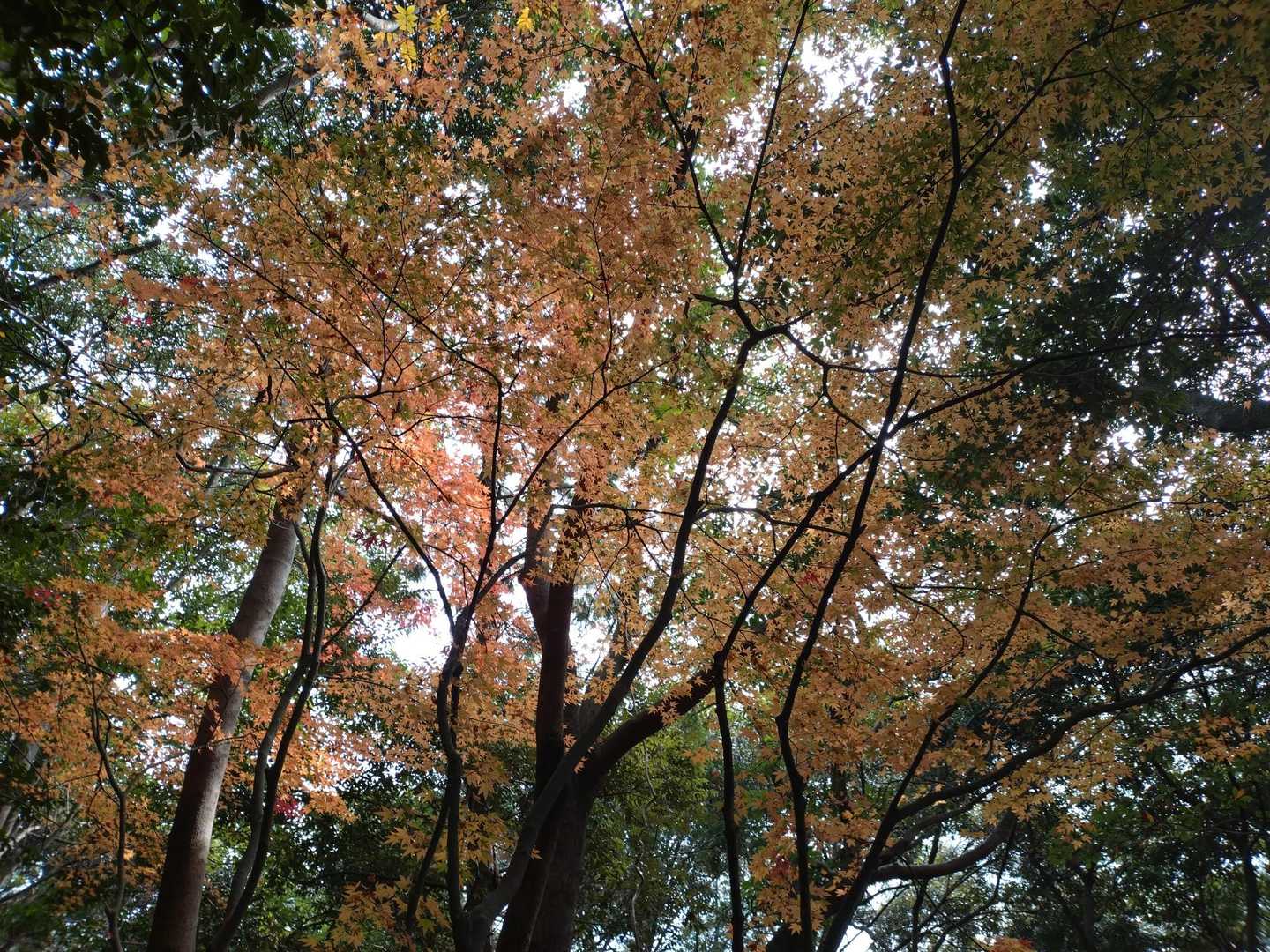 紅葉もみれた⤴️⤴️