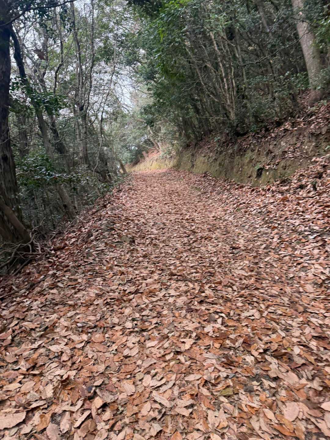 ふかふかのトレイル🍂