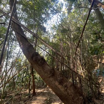 木から上に向かって新芽が！