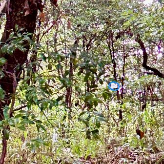 頂上看板見つけたけど、小雨の中、鈴鹿多度養老エリアの山はやつ🪱が怖くて入りづらい。短パンでもあり。
ちなみに過去に参加した山岳救助隊のセミナーで
「上空から見て見つけやすい色（自然界にない色）は青」と教わったので青で看板に丸印付けてみた🩵
