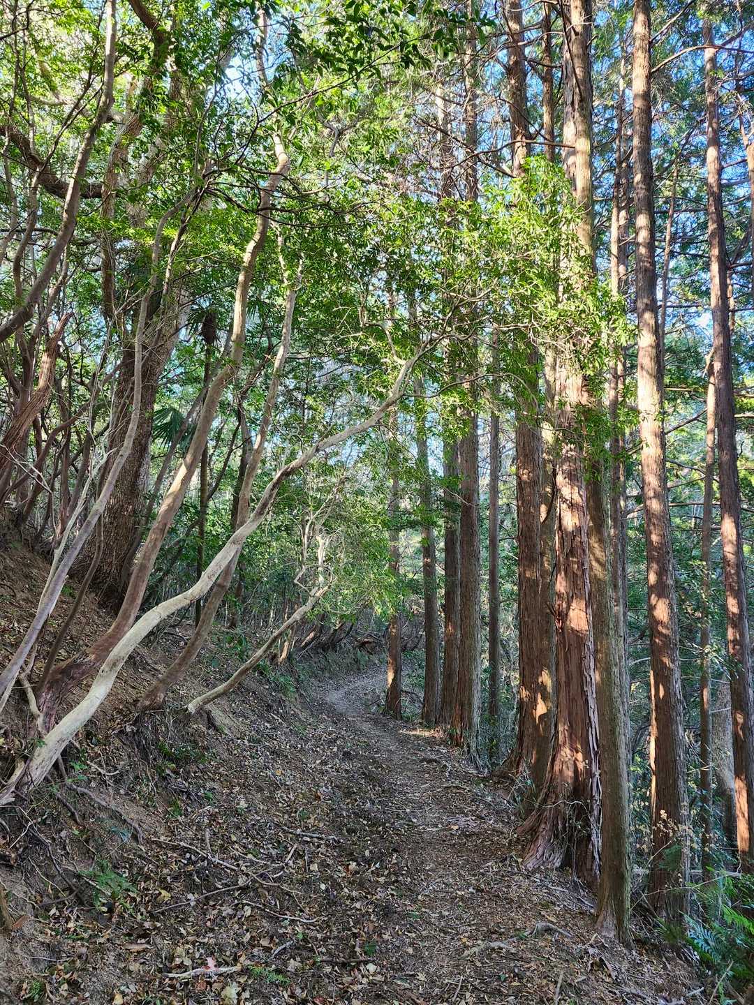 土佐遍路道入口-塚地峠-波介山 往復コースの写真