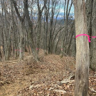 ピンクテープの嵐