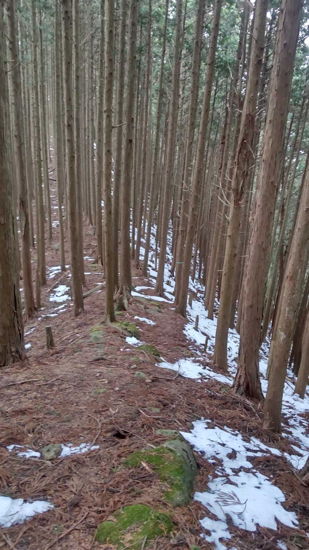 グレーピークを目指して尾根を北へ進む