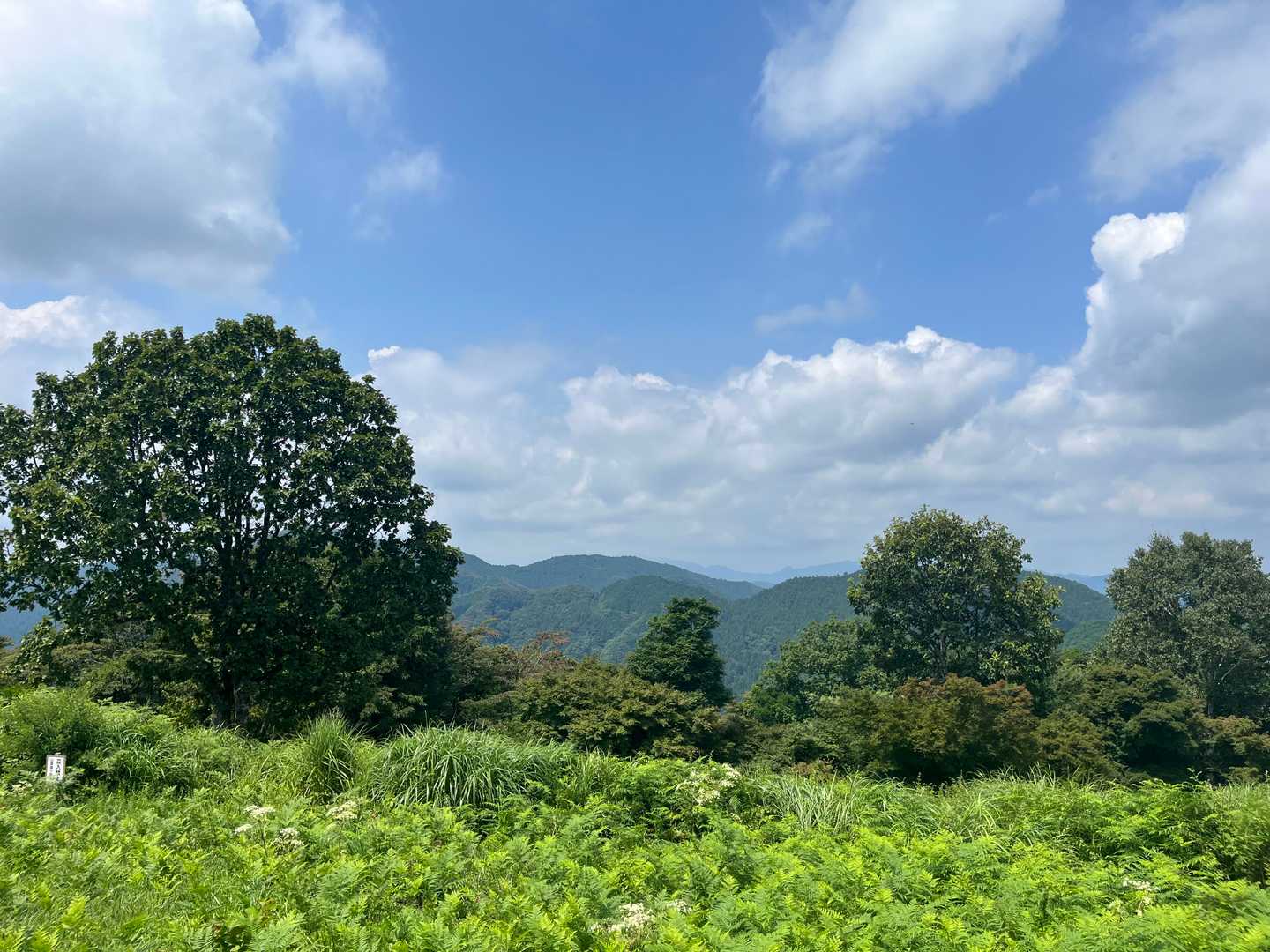 高尾山口駅-高尾山-景信山-陣馬山-陣馬高原下バス停 縦走コースの写真
