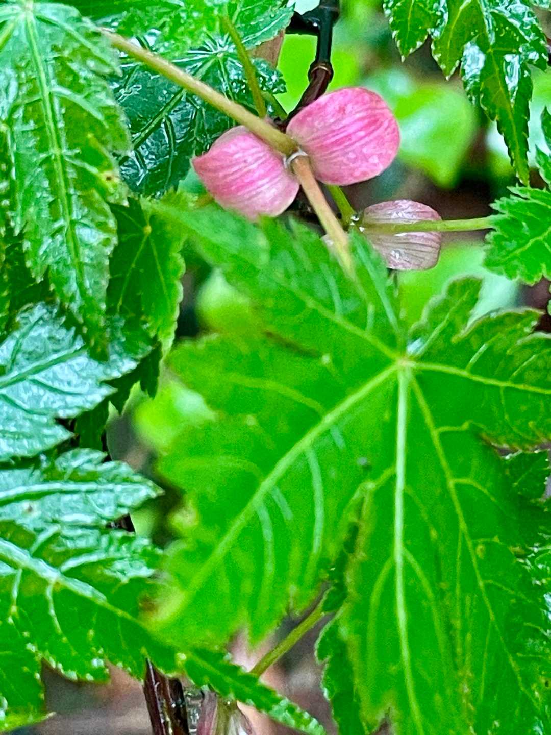 新芽🌱
目を引く色してる🩷