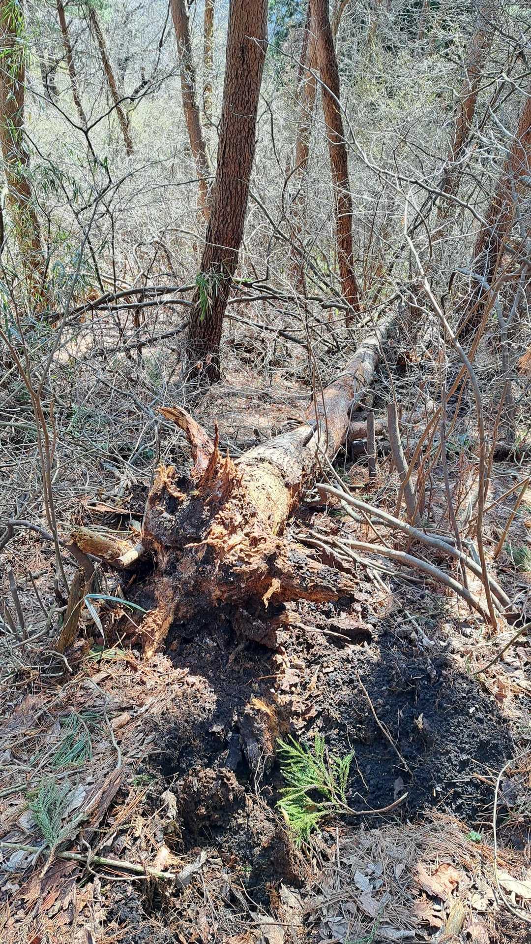 倒木何ヶ所かありましたが登山道には影響なしでした