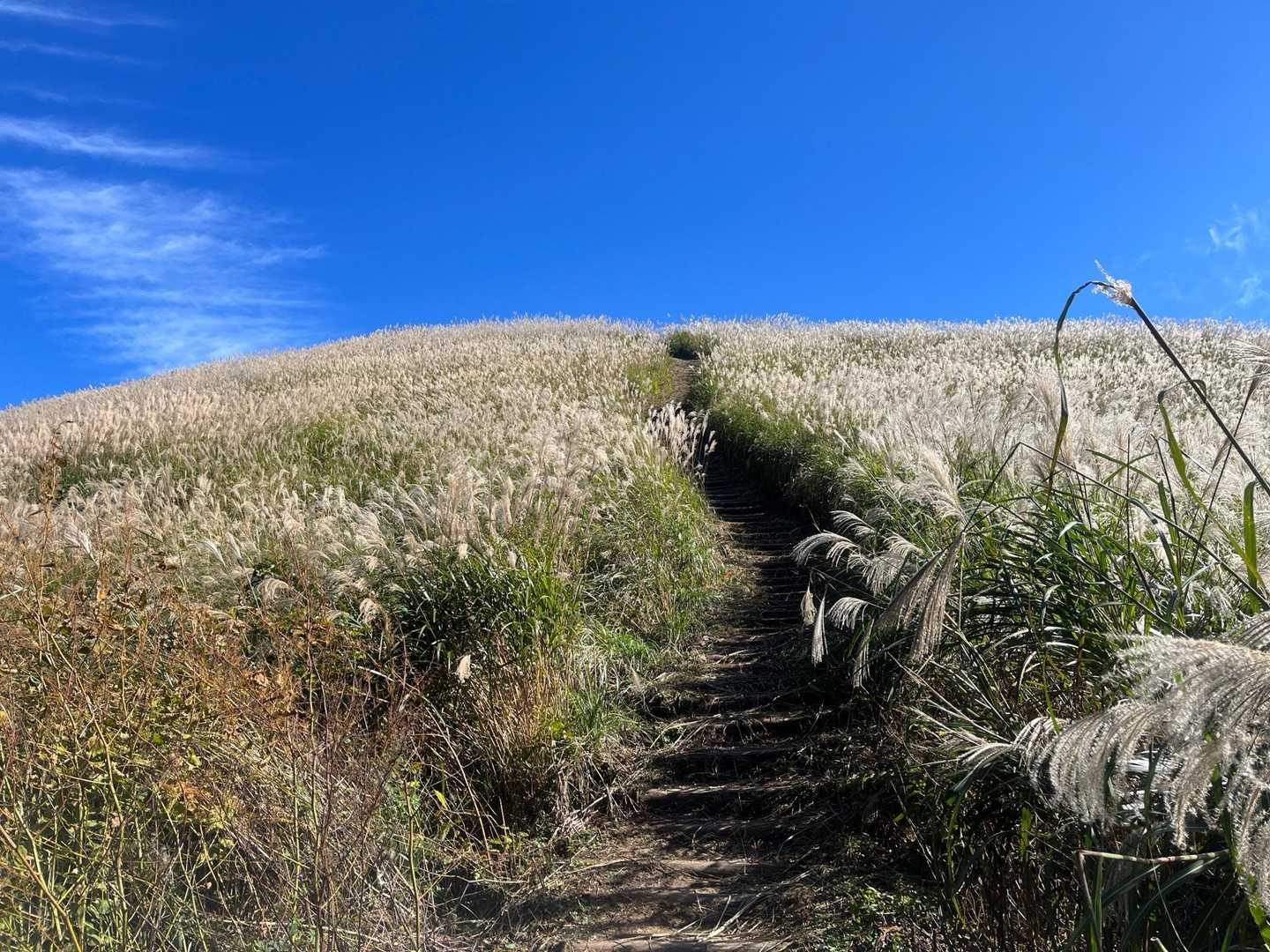 ススキロード🌾