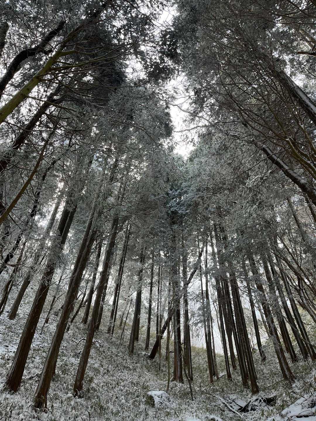 山頂近くなってきて、ちょっと木が白いような😳
