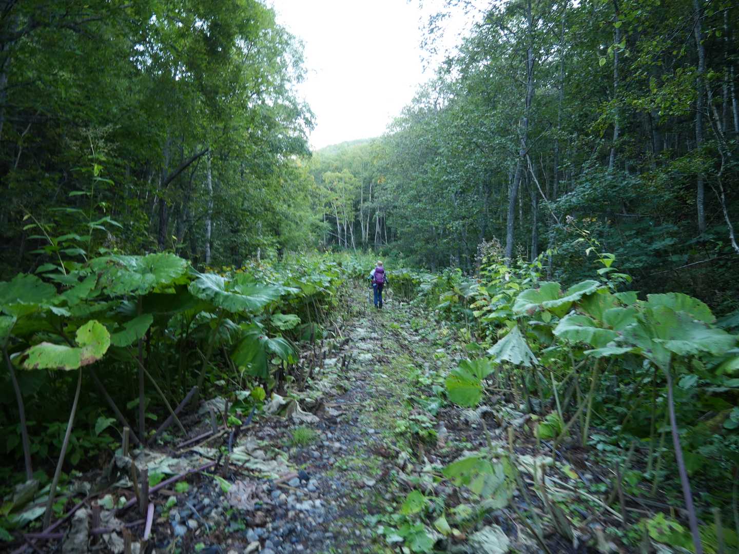 登山口まで林道を進み・・