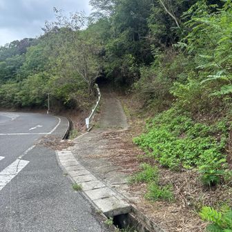 ここから登ります。左足裏は相変わらず歩き出しが痛い。右足首は、これは、違和感💦