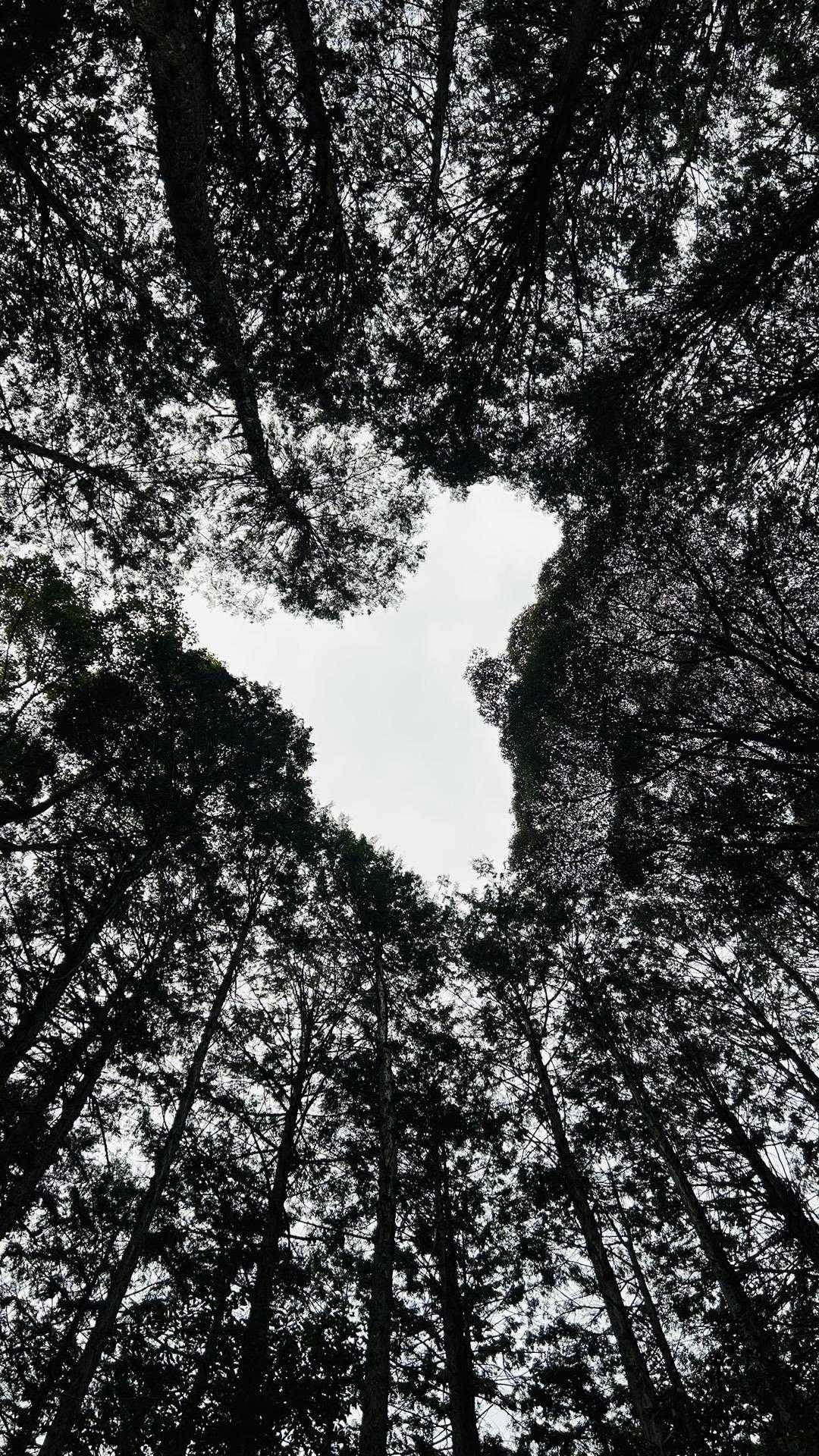 この木が占めていた空間がぽっかり　ネズミ？笑