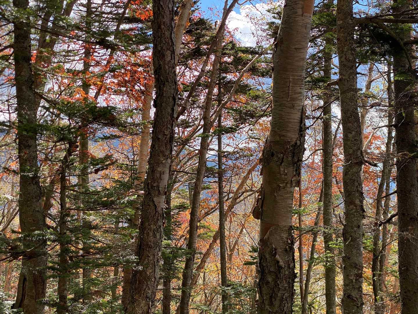 帰りは日が傾き、登りに気がつかなかった赤い葉が目立って、紅葉が進んでいることが実感できます。🍁