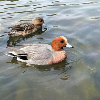 子どもの頃、よく見に来たよね
見た見た