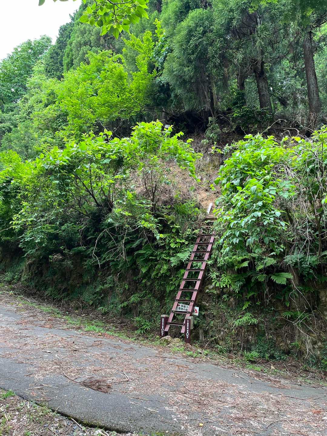 林道ではなく、梯子を登って泰澄の道へ。
私にはなかなかキツイ。