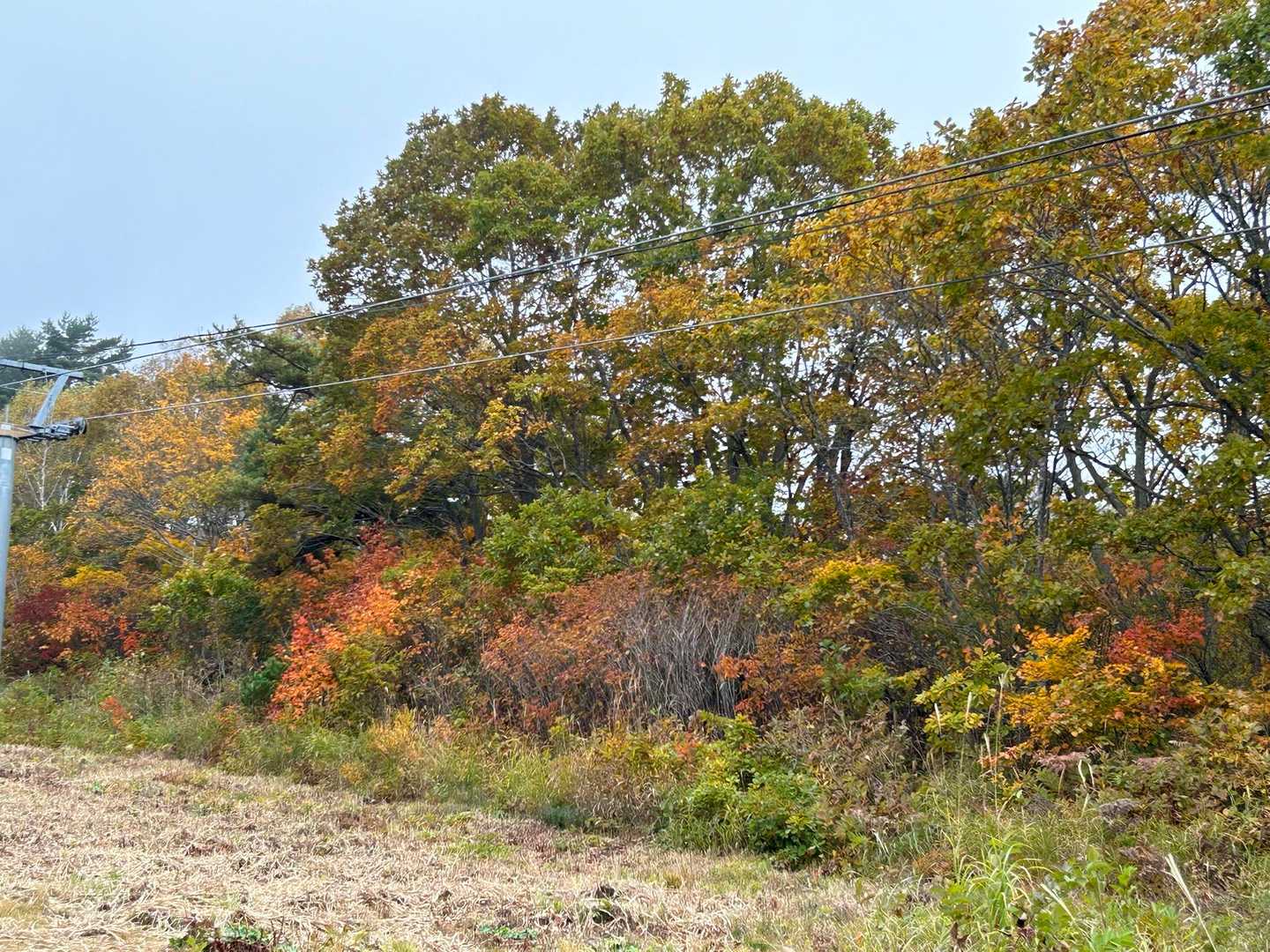 高社山 往復コースの写真