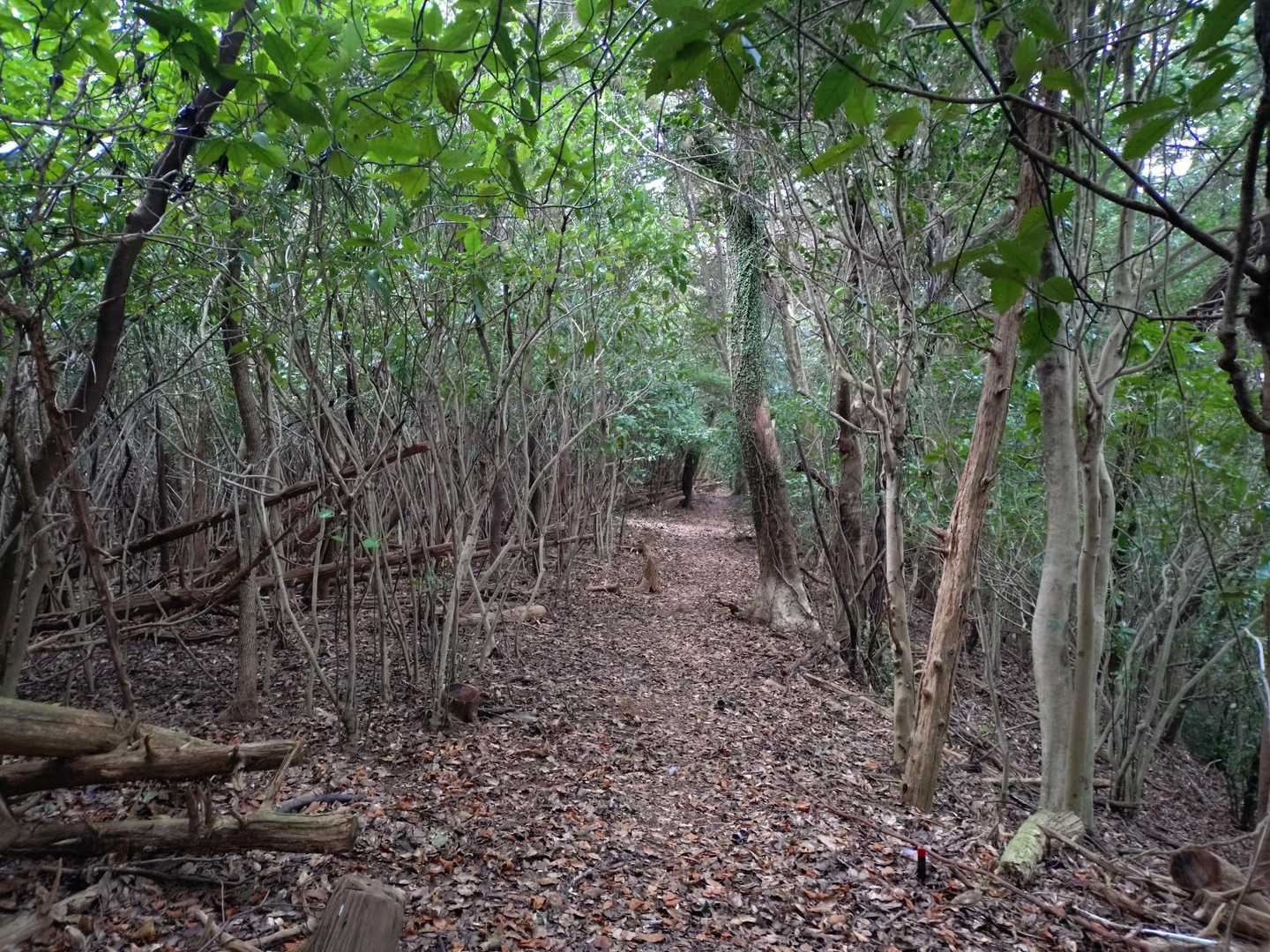 大岳-雄岳 往復コースの写真