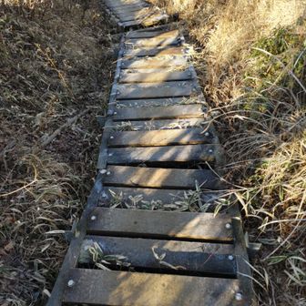 前日の粉雪？が木道についていました❄