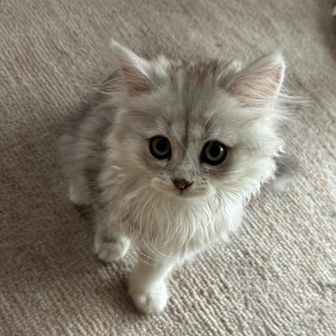 🐱ペッカー🐱