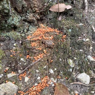 ボキトウガの食べかす！ネジキの幹を食しています!  つぶつぶの玉だ！
