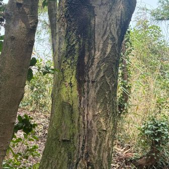 頂上付近の🌳樹液がすごい⭐︎