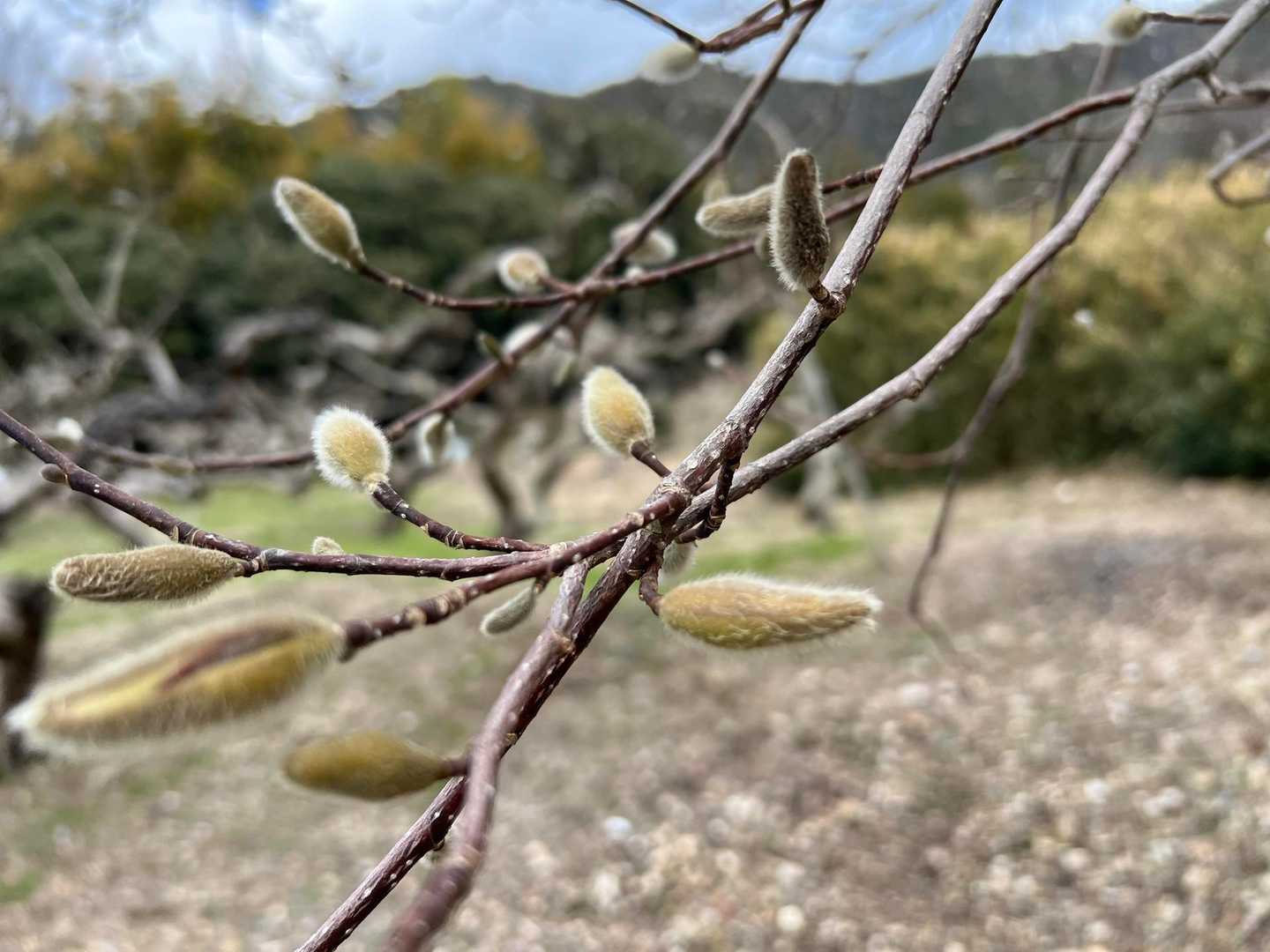 モクレンの蕾かな？