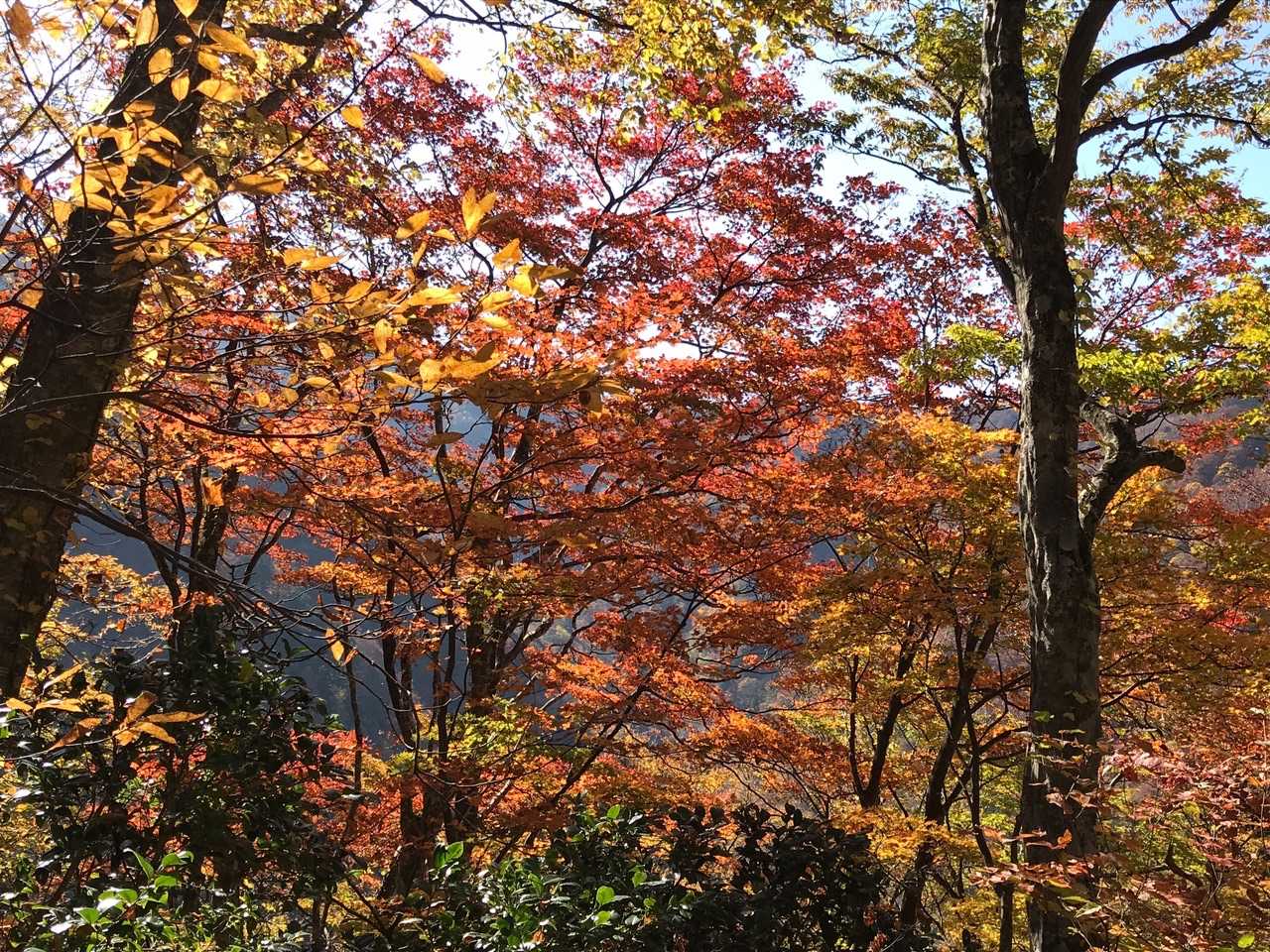 🍁