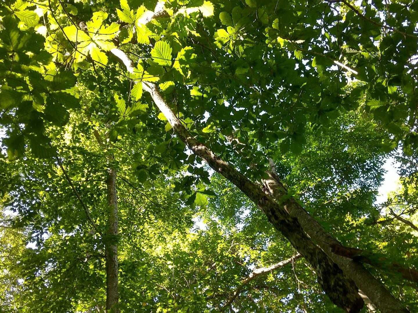 緑のトンネル上部🌿