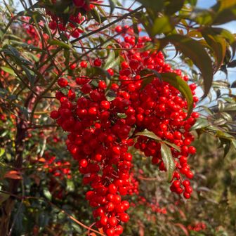 下山して集落を歩くと、たくさんの南天が真っ赤になっていた