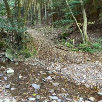 沢を横切って本格スタート