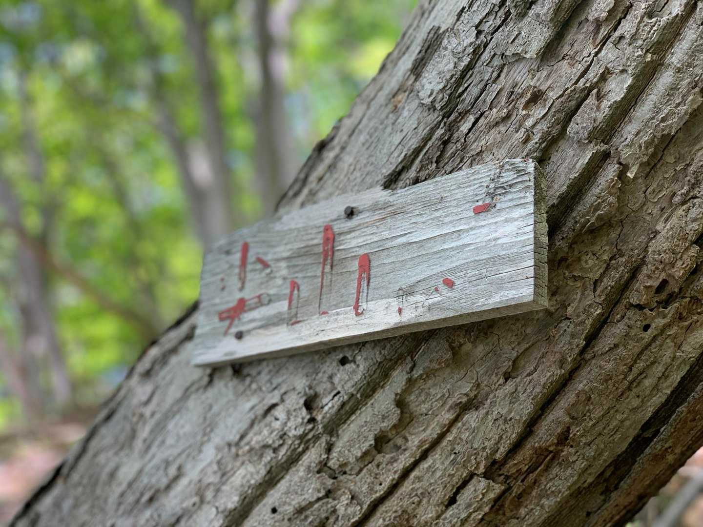 小谷石大明神社-尖山 往復コースの写真
