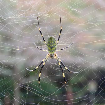 でかい蜘蛛🕷️がお出迎え
スパイダーー！