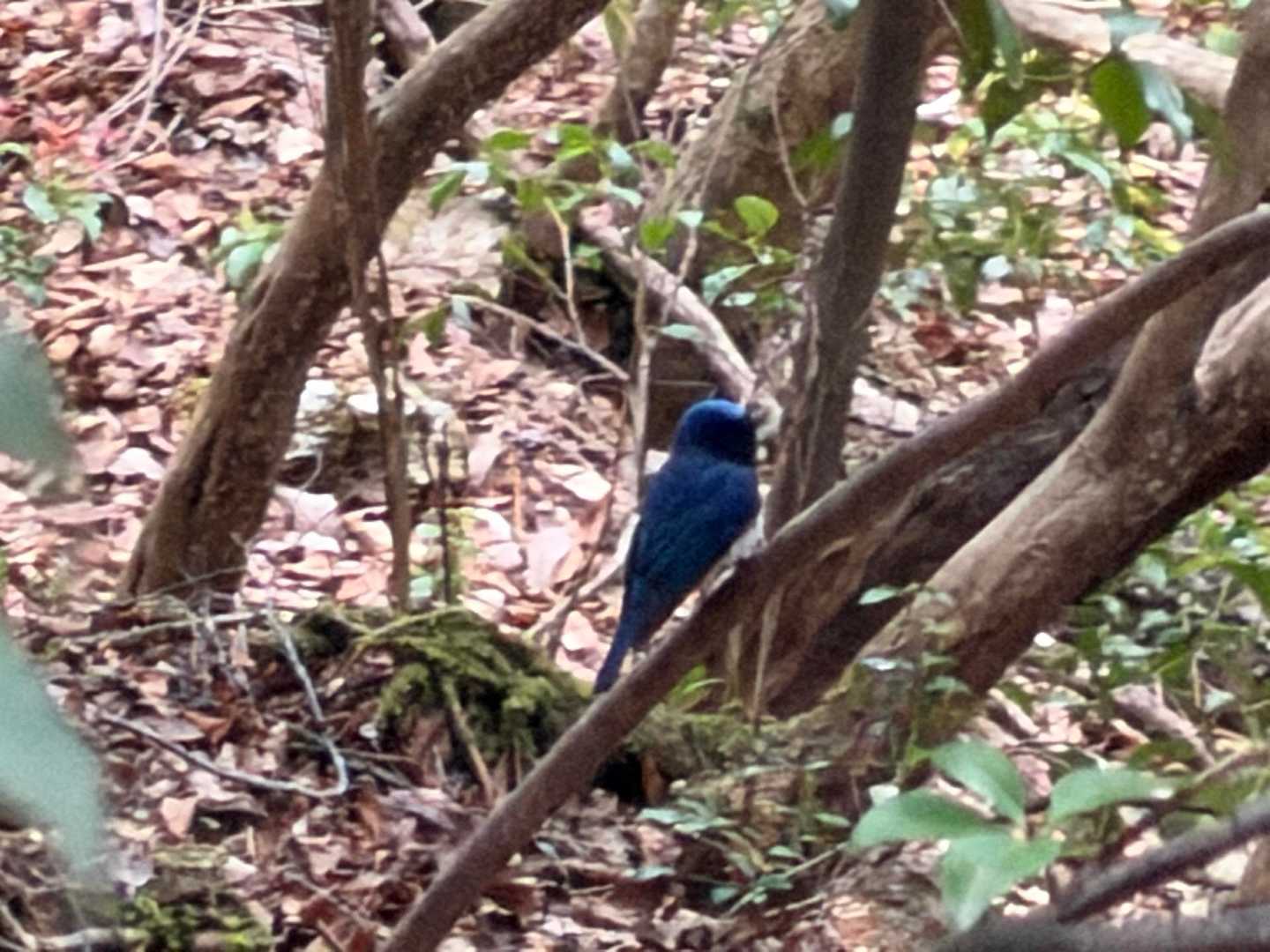 まる子が青い鳥見つけた✨
すごくきれいな鳴き声