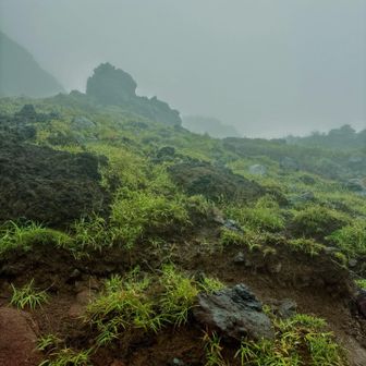 皿山との分岐からは結構な斜度を登ることに😭
他の方がレポでほぼ垂直な感じだったと記されてました
ガスのおかげか、ザックが軽いからか、斜度は全然気にならず。
コレも槍効果🤭