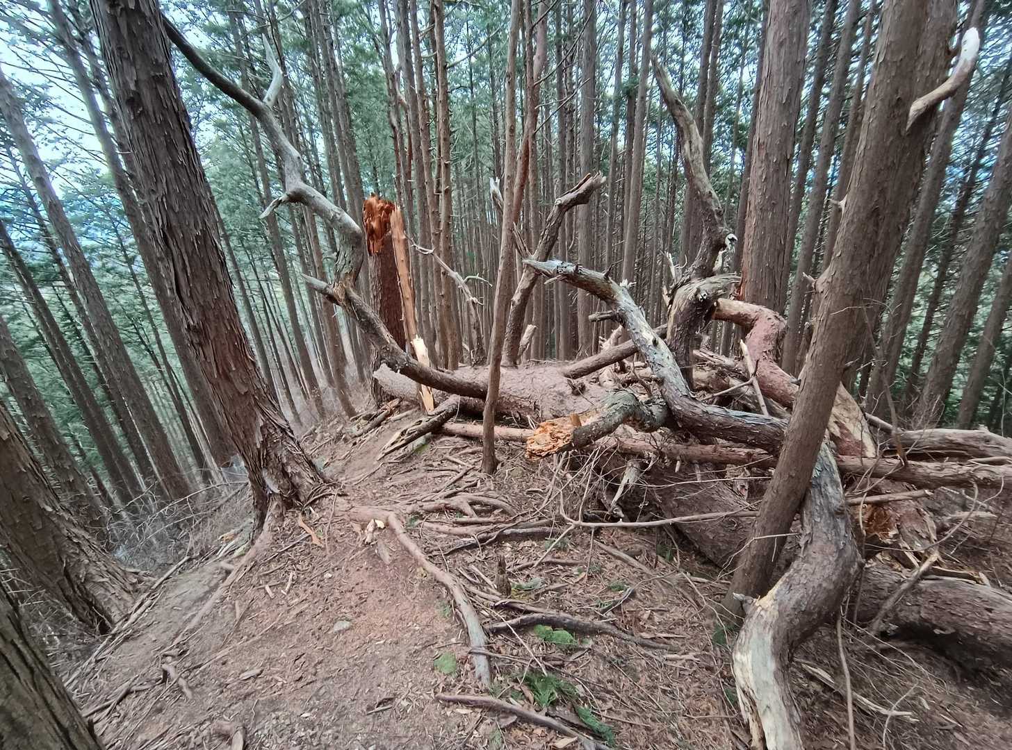 大木の倒木があったけど避けるのは簡単で支障無し👌