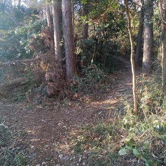 この前まだあった分岐の倒木は切断されていた