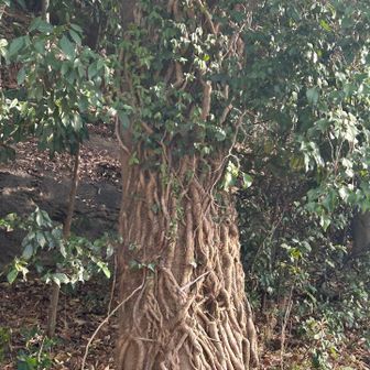 すごい気に入られてる
木は『たまには1人にしてくれ』って言ってそう