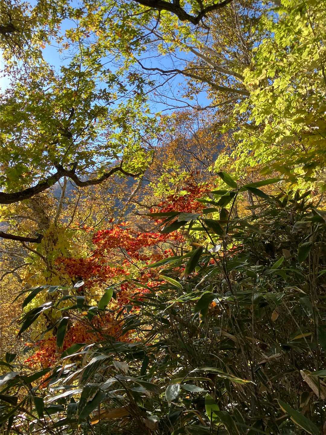 晴れて来ました
紅葉🍁　マジ綺麗です