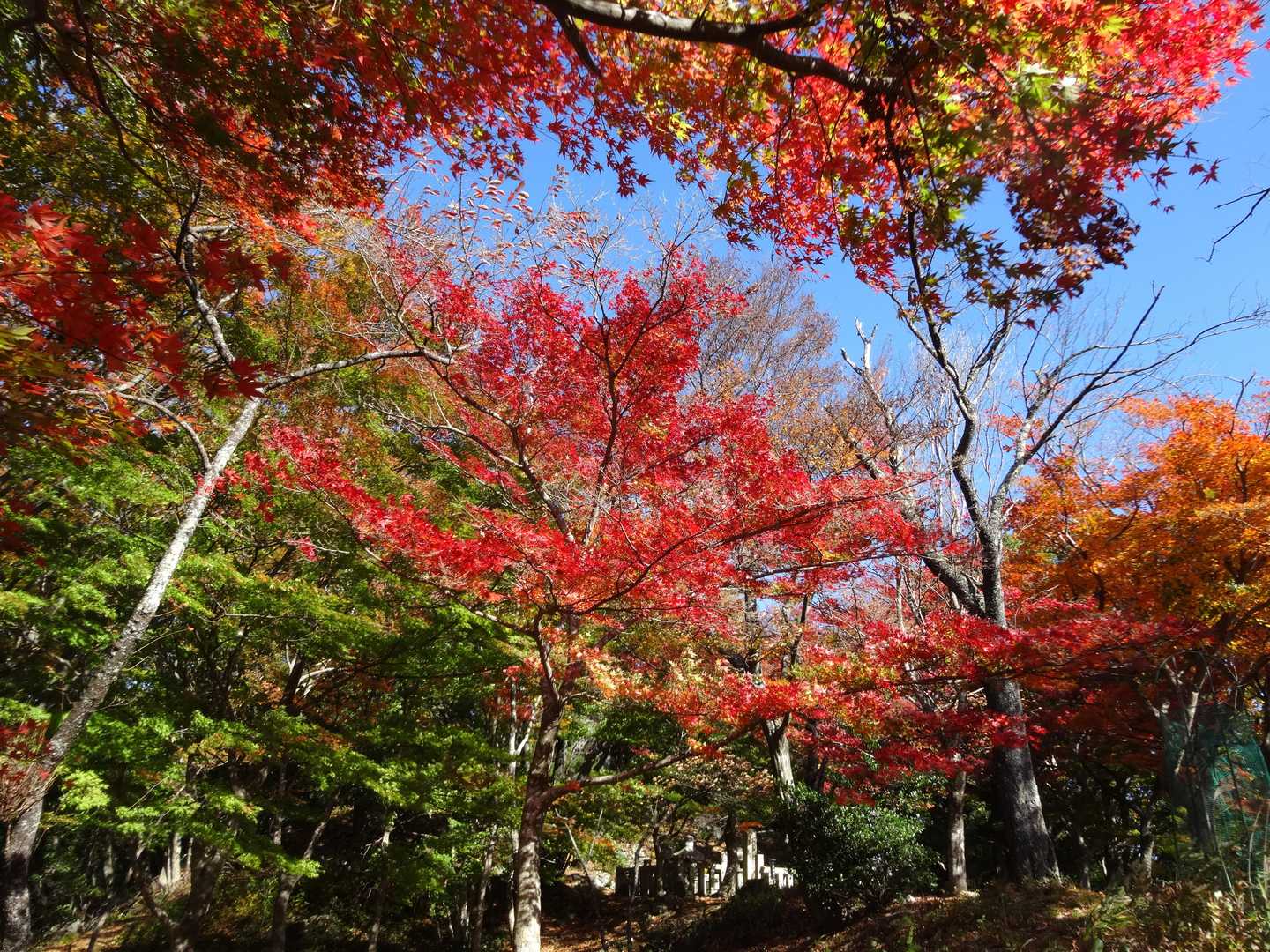 小谷城跡-小谷山-福寿丸跡-山崎丸跡 周回コースの写真