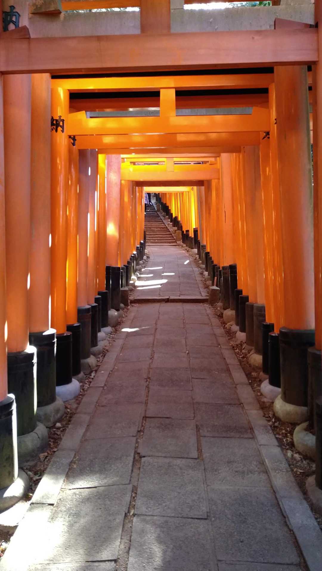 鳥居は続くよどこまでも〜🎵⛩️