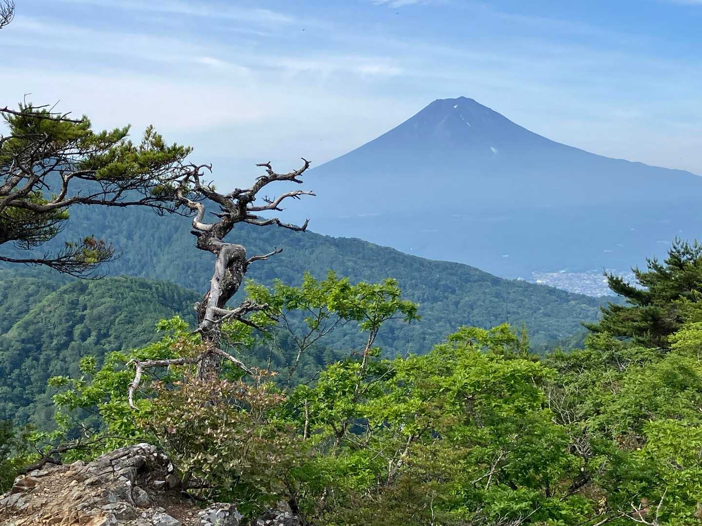 岩場に盆栽のような松が生えていた