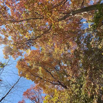 黄葉を見上げて　やっぱりキレイです