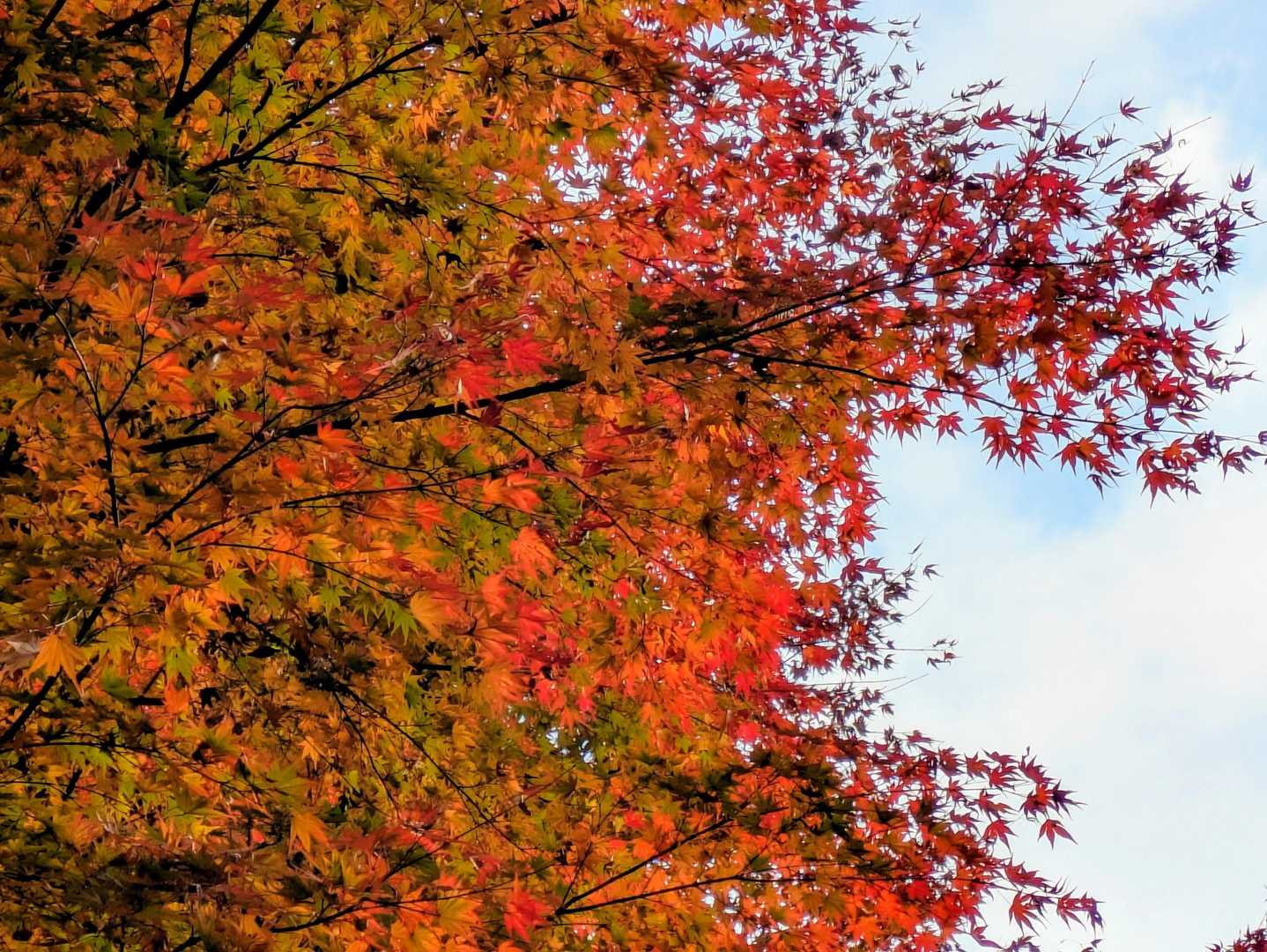 もみじ台付近🍁