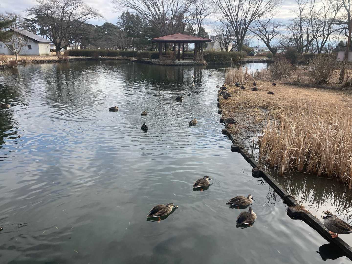 カモ　カモ　カモ　カモ