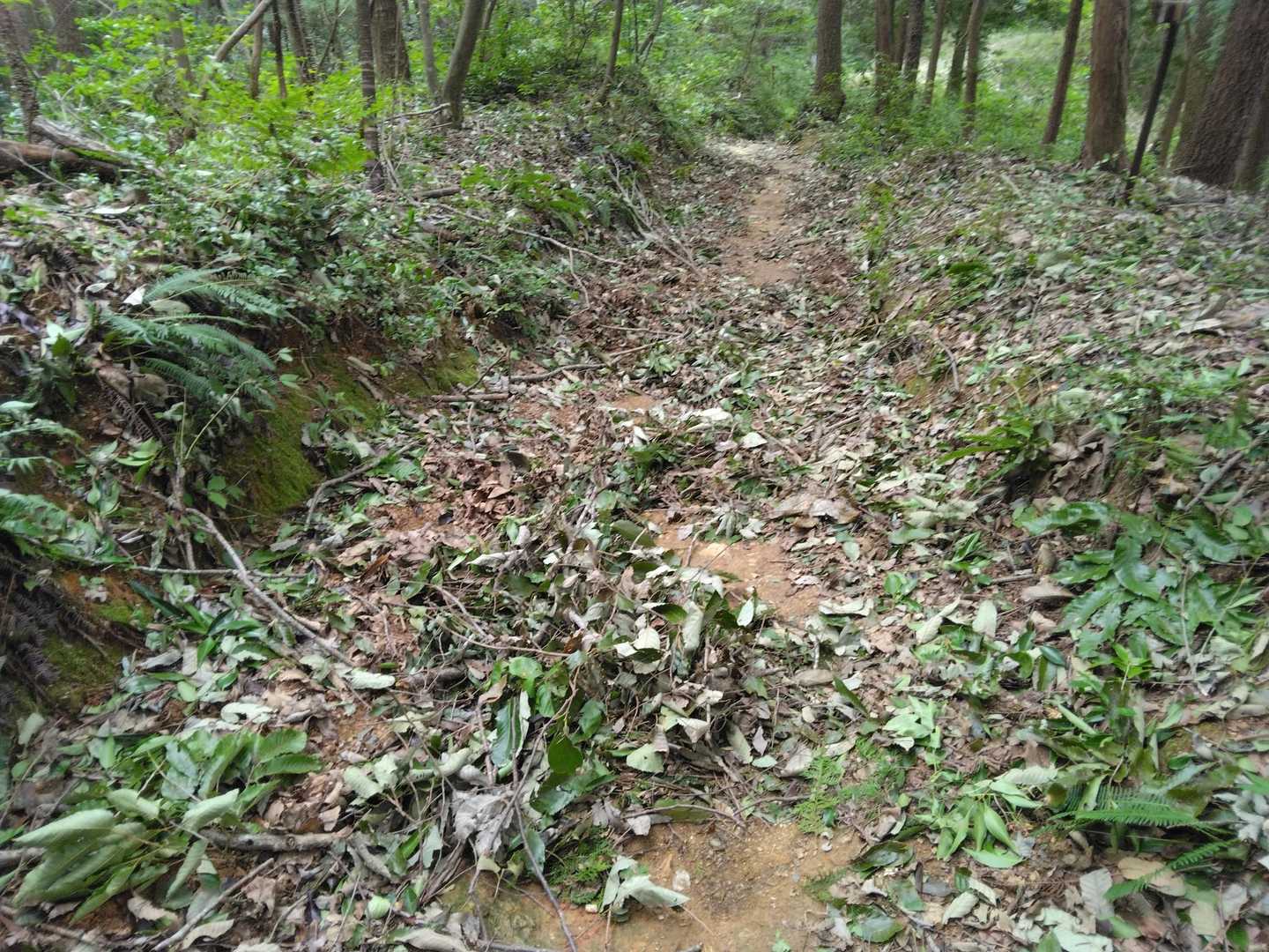 登山道も落ち葉がいっぱい