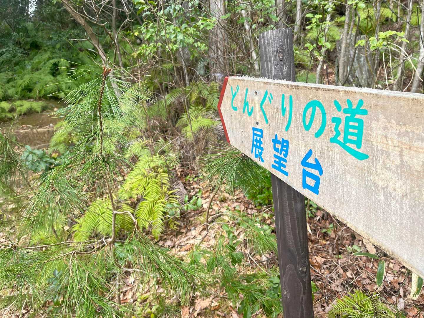 どんぐりの道