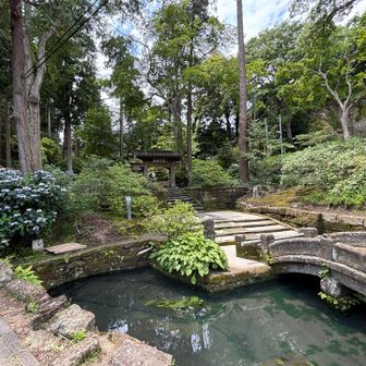身も心も癒された後は、浄智寺のあじさいの様子を見に来ました