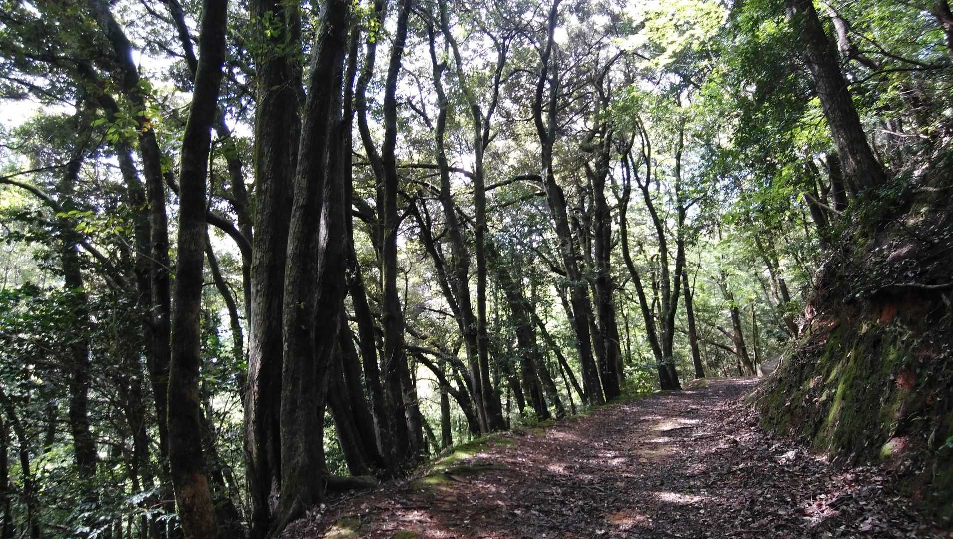 高 天山