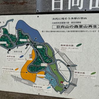 桜がある方へ下山🚶‍♀️