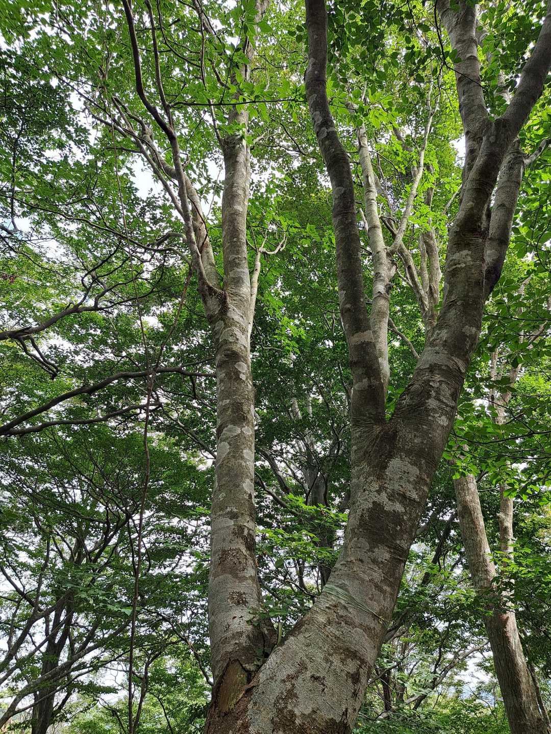 🌳